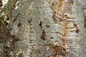 Korkeiche, Quercus suber