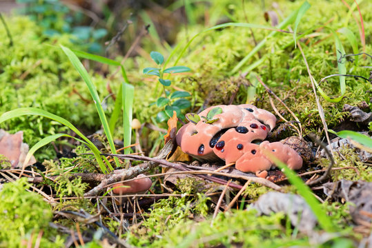 Macro shot of bleeding mushroom Hydnellum peckii - mushroom in mossy forest