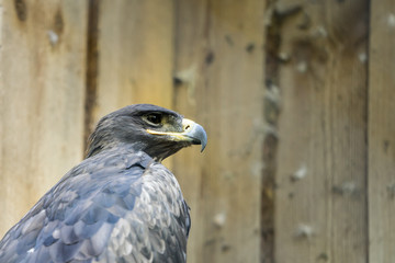 Portrait of the steppe eagle (Latin: Aquila nipalensis), a bird of prey. Big bird sitting in front of wooden plank wall.
