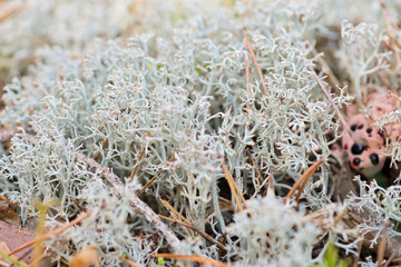 Macro shot of white reindeer moss. Shallow depth of field