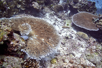 Coral reef