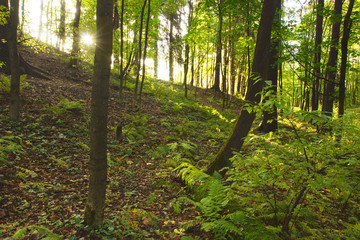 Bright sunbeams make their way through the trees in the park