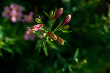 closed pink flowers with green defocus background
