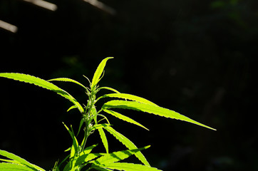 Background of the marijuana tree 