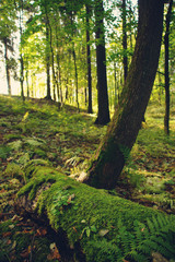 A large log covered with mosses and ferns lies in the forest