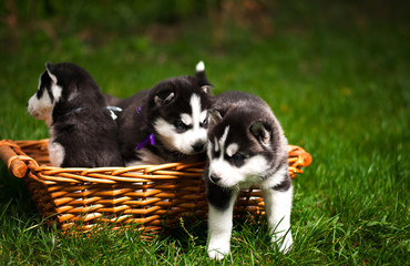 The Huskies play on the green grass