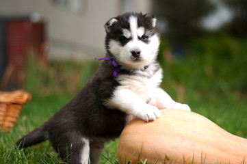 The Huskies play on the green grass