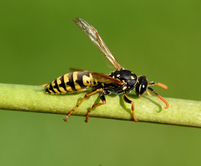 Wespe, Vespula germanica