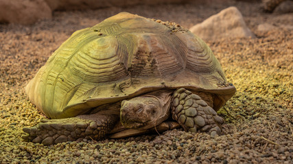 Big turtle in a zoo. Close view 