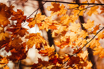 Maple foliage in Autumn forest. Macro nature photography.