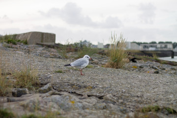 A sea gull at the coast of Cuxhaven, Germany