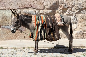 A donkey with two saddlebags on its back