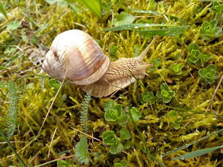 Snail gliding on the wet grass texture. Large white mollusk snails with light brown striped shell, crawling on moss. Helix pomatia, Burgundy snail, Roman snail, edible snail, escargot. 