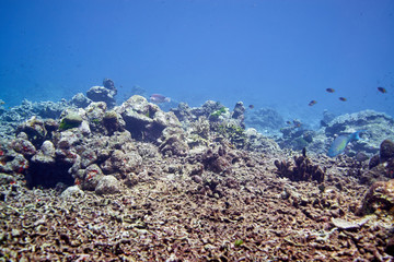 Coral reef