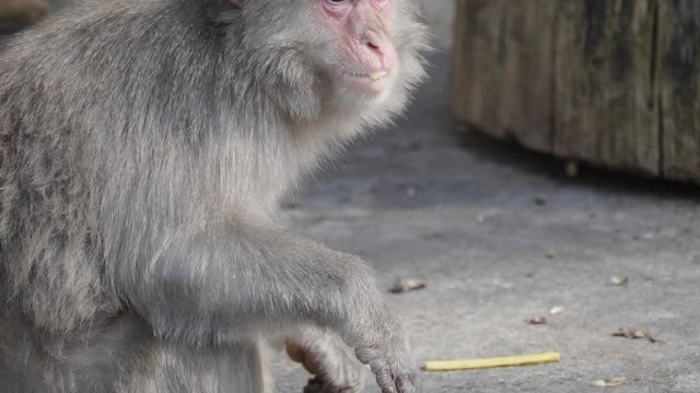 Portrait of a japanese macaque (snow monkey).