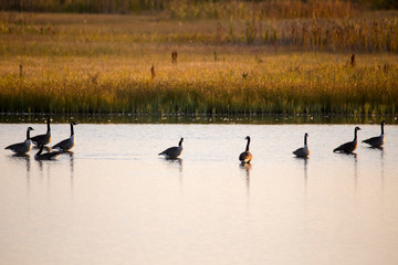 Row of Canada Geese standing in shallow water with yellow grasses in the background during a golden hour late summer morning, Gros-Cacouna Marsh, Cacouna, Quebec, Canada