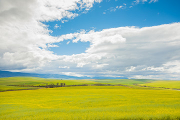 Obraz premium Flowering Commercial Canola Seed Crop Field in Rural Caledon, South Africa