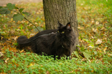 Naklejka na ściany i meble maine coon black cat walking wearing leash harness
