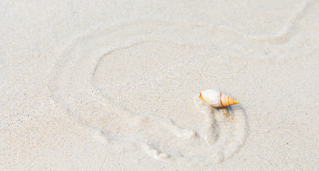 Small Sea Snail making a trail on beach sand
