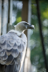 Portrait of the griffon vulture (Latin: Gyps fulvus), a large Old World vulture in the bird of prey family Accipitridae. Estonia, North Europe