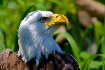 portrait of an american bald eagle