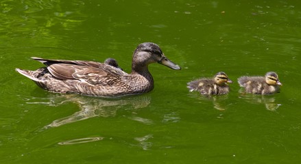 Ducks in a Row