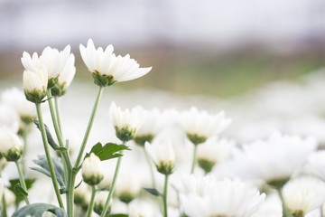 White small chrysanthemum, soft and clean petal flower with green stem . Lovely blooming flora gardem