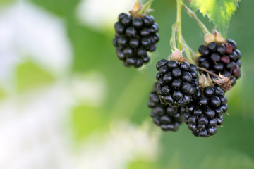 Ripe blackberry closeup view on blurred green background