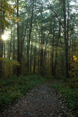 The sun's rays break through the crowns of trees in the autumn deciduous forest