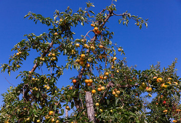 Fototapeta na wymiar Farm harvest, ripe apples on branches