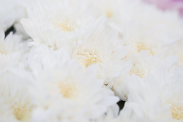 White small chrysanthemum, soft and clean petal flower with green stem . Lovely blooming flora gardem