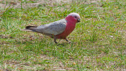 Pink Parrot