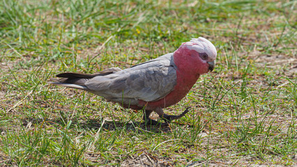 Pink Parrot