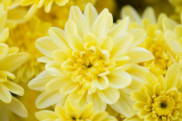Fototapeta premium Yellow crysenthemum in field. Blossom beautiful yellow flower.