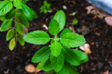 small basil tree green leaves growing from abundant soil.