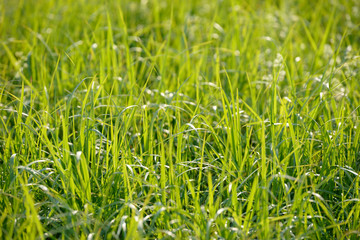 Bright fresh spring grass close up in the forest with sunlight bokeh background. Grass field. Colorful herb growing in the meadow.