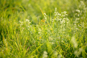 Bright fresh spring grass close up in the forest with sunlight bokeh background. Grass field. Colorful herb growing in the meadow.