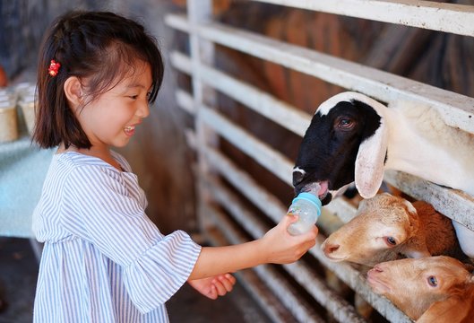 A cute Asian girl feeding a bottle of milk to goats at a farm in Thailand, happy and smiling.