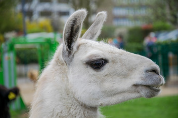 Close up head shot of a white funny looking llama alpaca at a petting zoo with green background © Christian Drexler