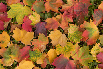Naklejka na ściany i meble Fall colorful maple autumn leaves background