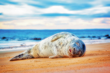 Grey seal; grey seal pup; seal pup; pup; seal; sleeping, beach, ocean, sky, sand, water, waves,...