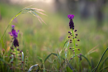 View of countryside flowers