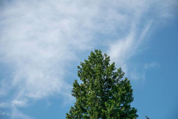 Pine tree on sunny day with blue sky and interesting fluffy white clouds as a symbol for clean air and climate