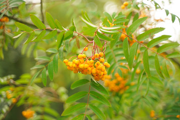 beauty ashberry in the city park with nobody