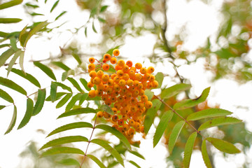 beauty ashberry in the city park with nobody