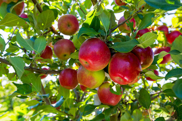 Ripe red apples ready to pick.