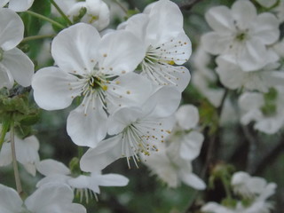 blooming apple tree in spring