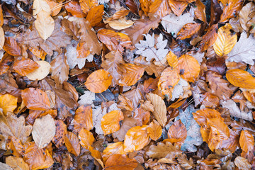 waldboden mit herbstlaub bedeckt