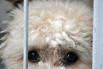The eyes of a white Shih Tzu puppy that wants to leave the house