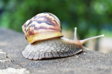 snail on leaf